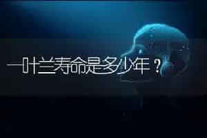 一叶兰寿命是多少年？