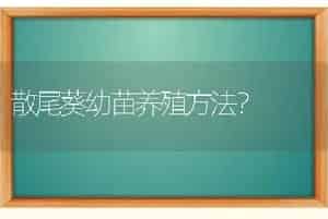 散尾葵幼苗养殖方法？