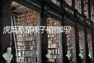 虎耳草是裸子植物吗？