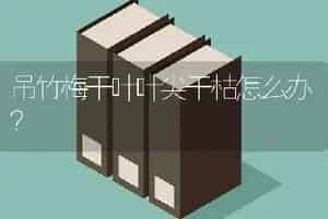 吊竹梅干叶叶尖干枯怎么办？
