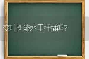 变叶树能水里扦插吗？