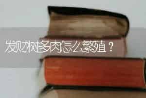 广东万年青冬天怎么浇水？