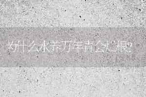 为什么水养万年青会烂根？