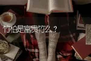 竹柏是富贵竹么？