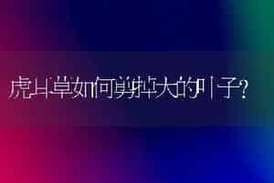 虎耳草如何剪掉大的叶子？