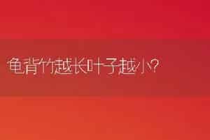 龟背竹越长叶子越小？