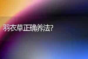 羽衣草正确养法？