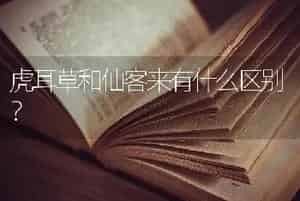 虎耳草和仙客来有什么区别？