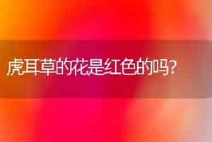 虎耳草的花是红色的吗？