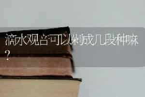 滴水观音可以剁成几段种嘛？