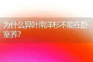 为什么异叶南洋杉不能在卧室养？