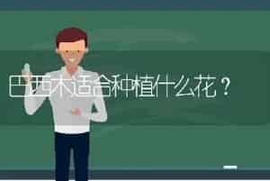 巴西木适合种植什么花？