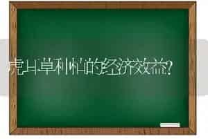 虎耳草种植的经济效益？