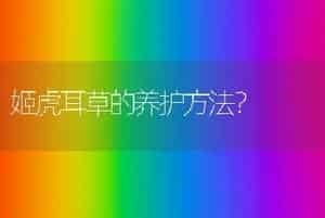 姬虎耳草的养护方法？