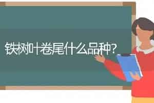 铁树叶卷尾什么品种？