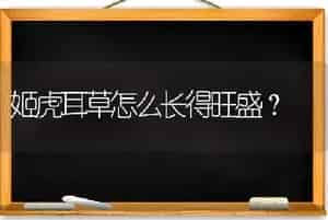 姬虎耳草怎么长得旺盛？