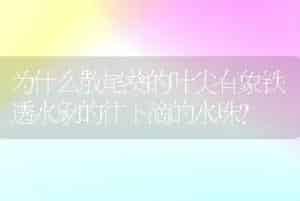 为什么散尾葵的叶尖有象铁透水象的往下滴的水珠？