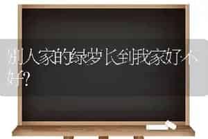 虎耳草什么时候换盆？
