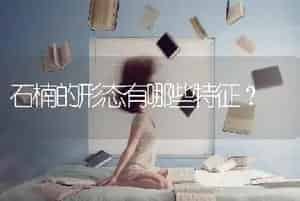 石楠的形态有哪些特征？