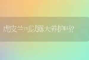 虎皮兰可以露天养护吗？