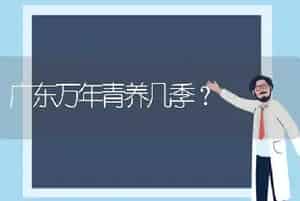 广东万年青养几季？