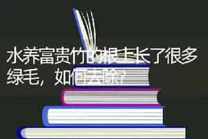 袖珍椰子成熟的特征？