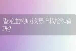 香龙血树应该怎样栽培和管理？
