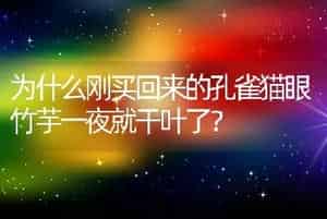 为什么刚买回来的孔雀猫眼竹芋一夜就干叶了？