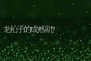 龙柏子的成熟期？