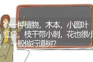 有一种植物，木本，小圆叶红色，枝干带小刺，花也很小，一般做行道树？