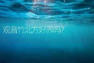 观音竹北方好养吗？