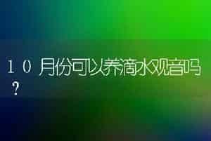 10月份可以养滴水观音吗？