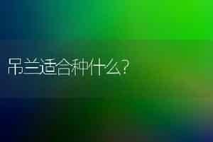 吊兰适合种什么？