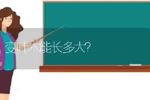 变叶木能长多大？