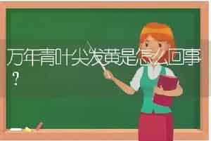 万年青叶尖发黄是怎么回事？