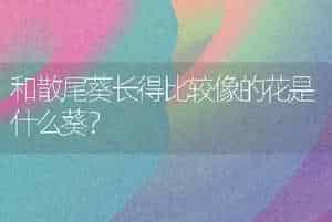 和散尾葵长得比较像的花是什么葵？