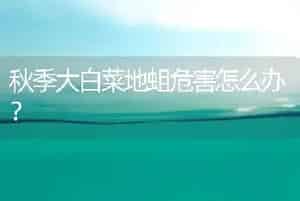秋季大白菜地蛆危害怎么办？