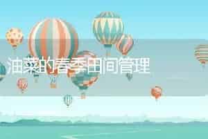 油菜的春季田间管理