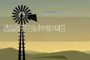 选留好花生种有四招