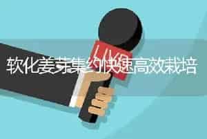 软化姜芽集约快速高效栽培