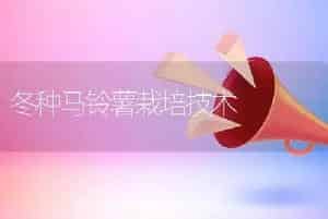 冬种马铃薯栽培技术