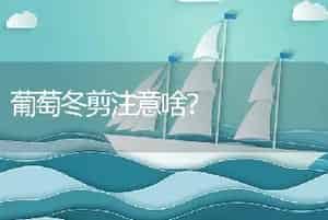 葡萄冬剪注意啥？