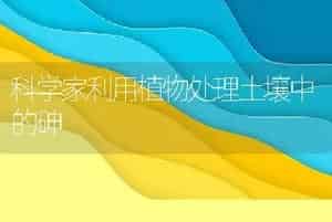 科学家利用植物处理土壤中的砷