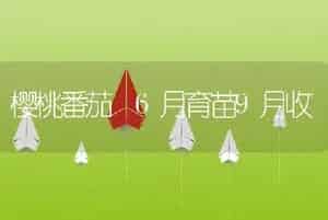 樱桃番茄 6月育苗9月收