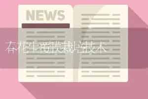 春花生覆膜栽培技术