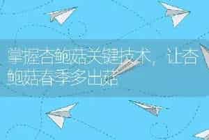 掌握杏鲍菇关键技术，让杏鲍菇春季多出菇