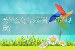 为什么会出现烂种、烂芽现象？