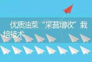  优质油菜“采苔增收”栽培技术