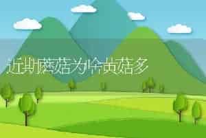 近期蘑菇为啥黄菇多
