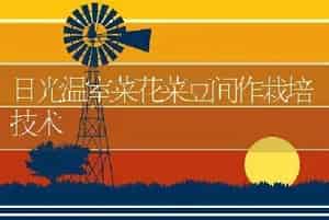 日光温室菜花菜豆间作栽培技术